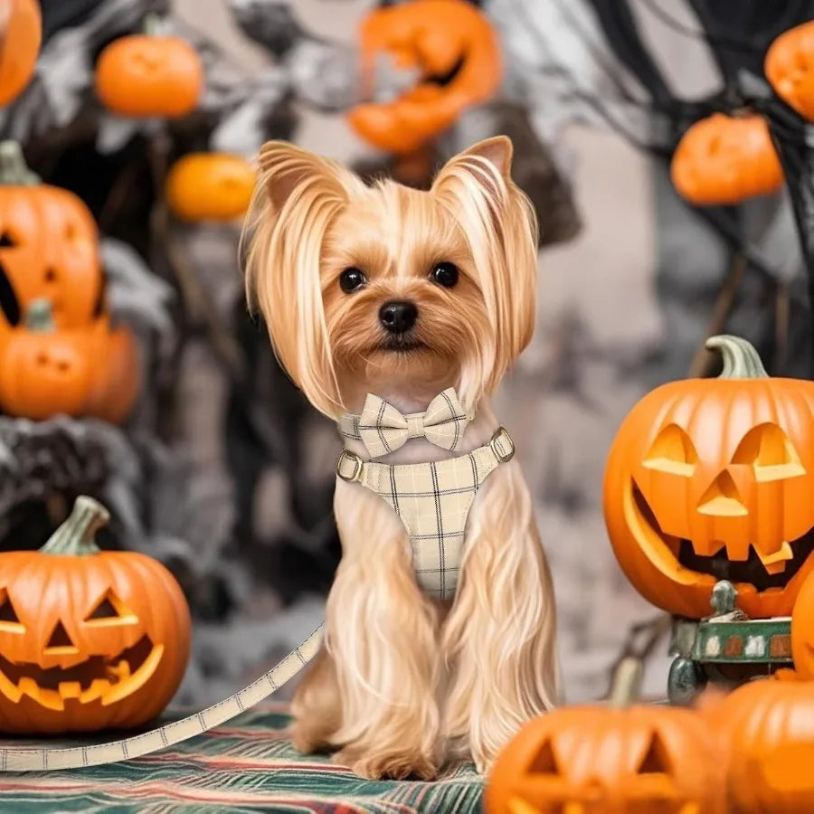 Hign-Concerned Dog Harness Leash Set With Bow Tie Premium