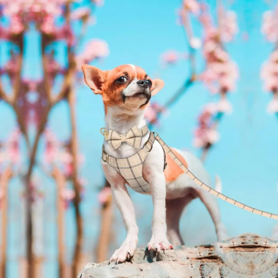 Hign-Concerned Dog Harness Leash Set With Bow Tie Premium